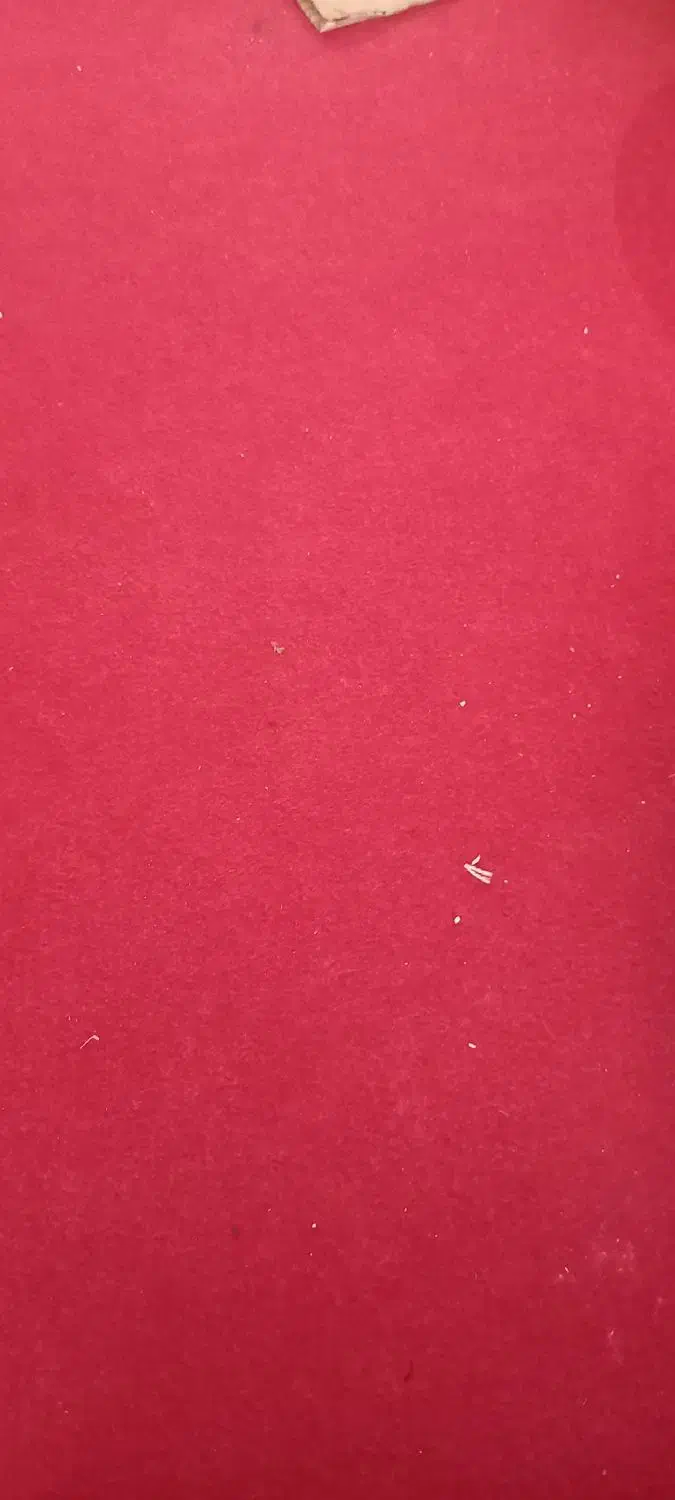 موکت تمیز به رنگ زرشکی|موکت|کرمان, |دیوار