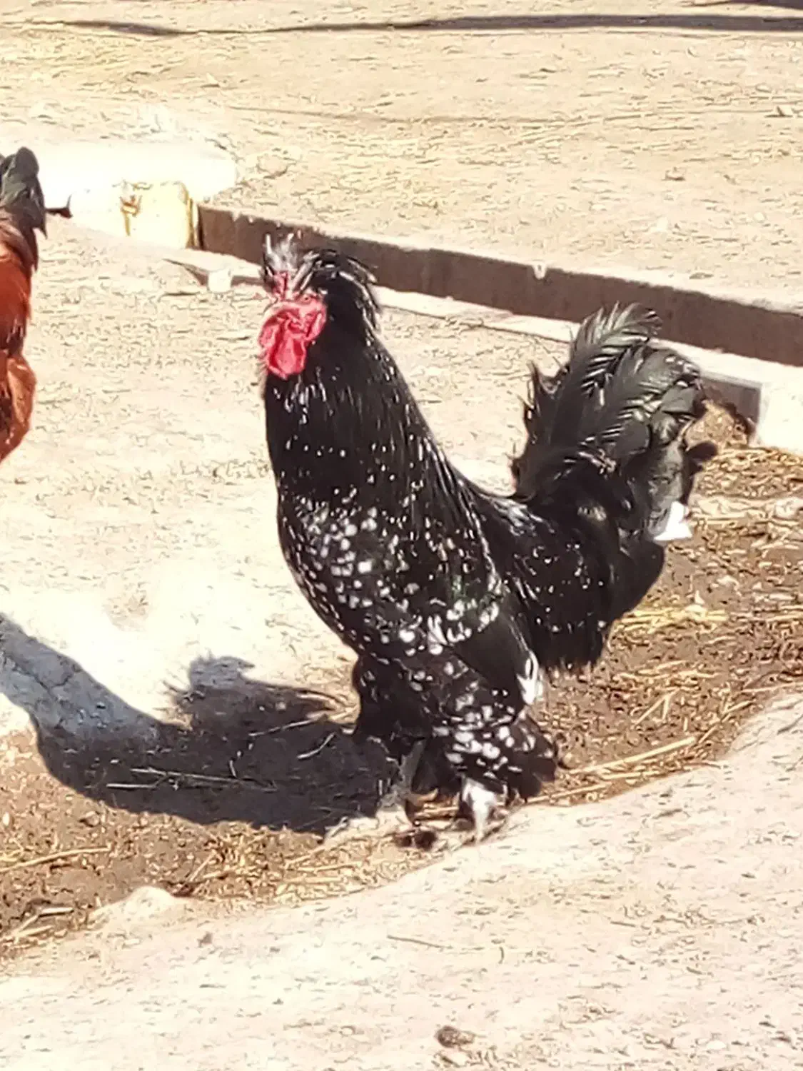 خروس|حیوانات مزرعه|فیروز, |دیوار