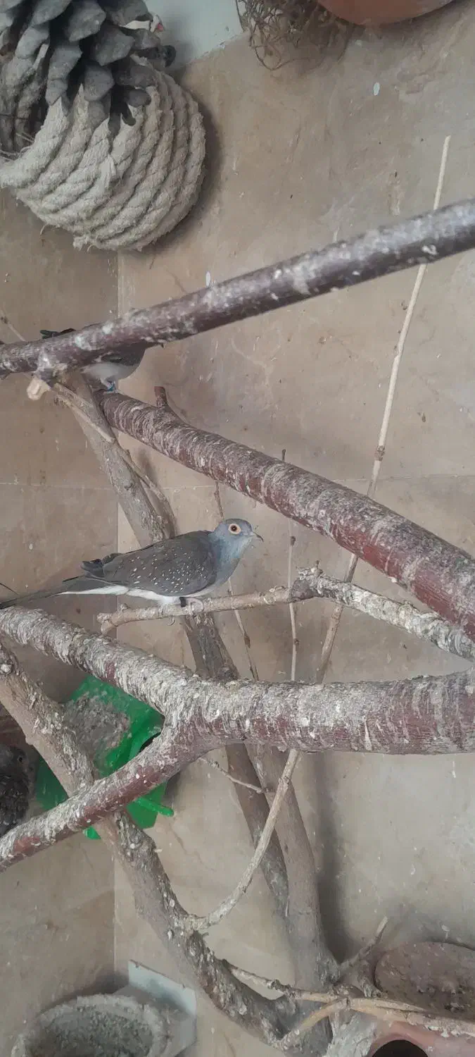 کبوتر الماسی یا چینی|پرنده|مشکین‌دشت, |دیوار