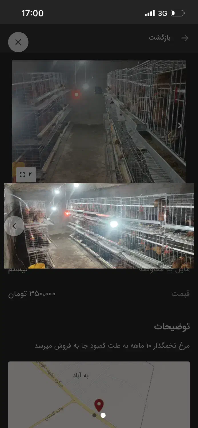 مرغ تخمگذار محلی|حیوانات مزرعه|گلمکان, |دیوار