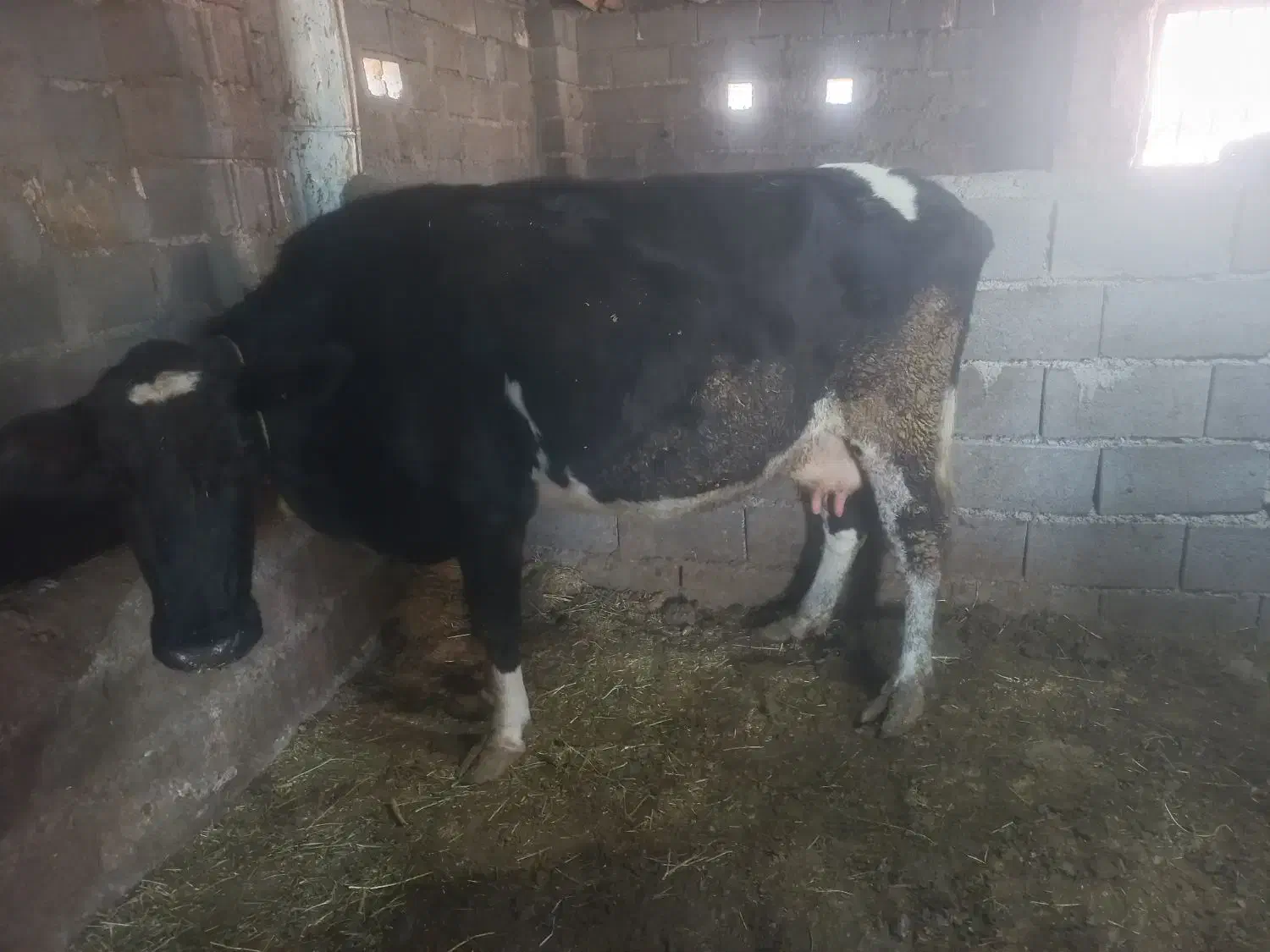 گاو وگوساله سمینتال اصل|حیوانات مزرعه|ماهنشان, |دیوار