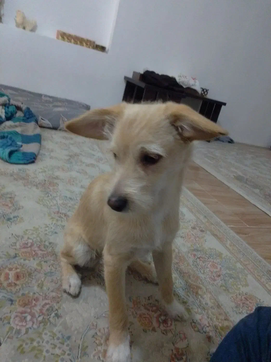 میکس تریر اشپیتز|سگ|مشهد, حضرت حجت|دیوار