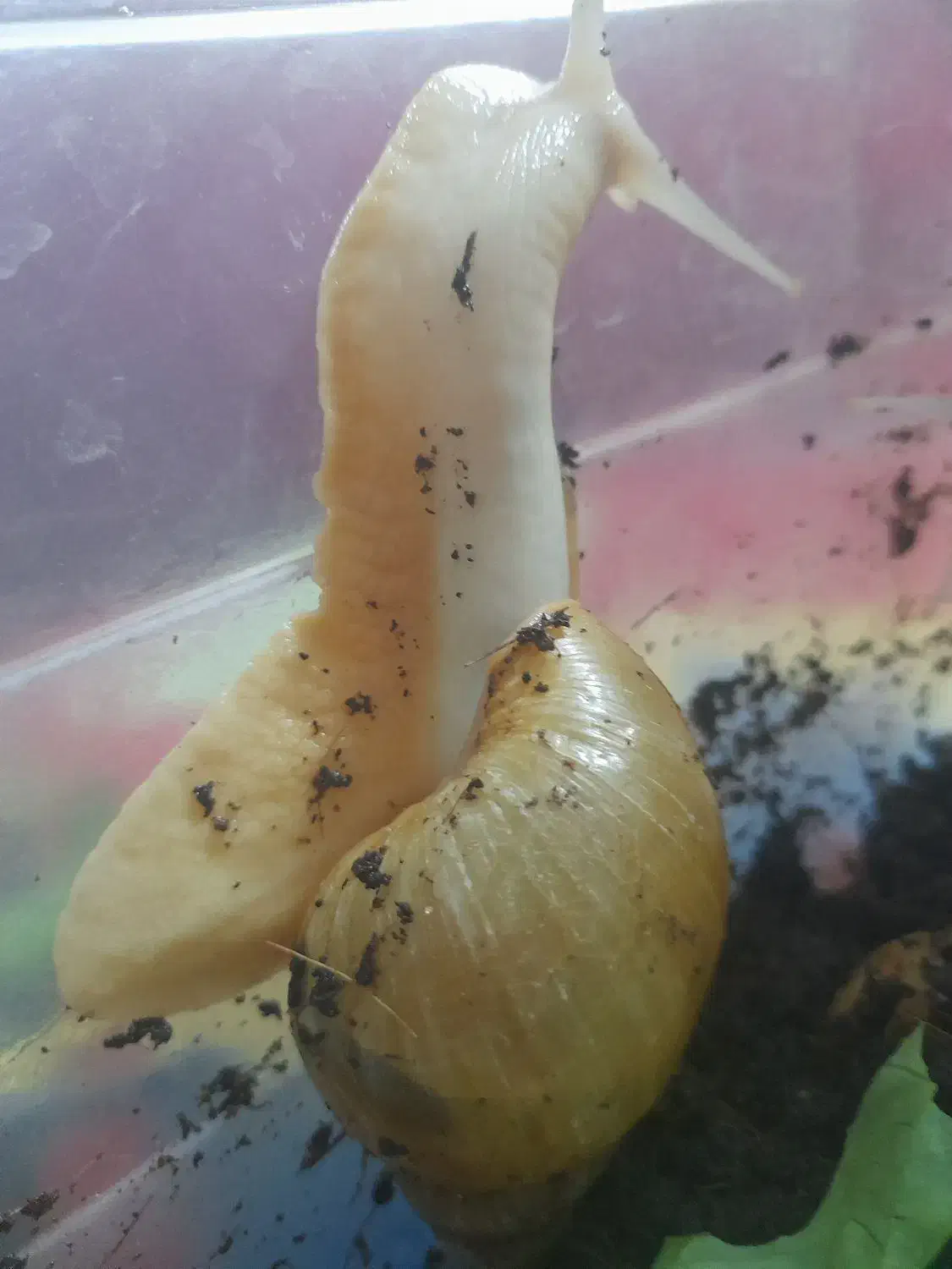 ۴ عدد حلزون نژاد دار|خزنده|هشتگرد, شهرک ولیعصر (مهستان)|دیوار