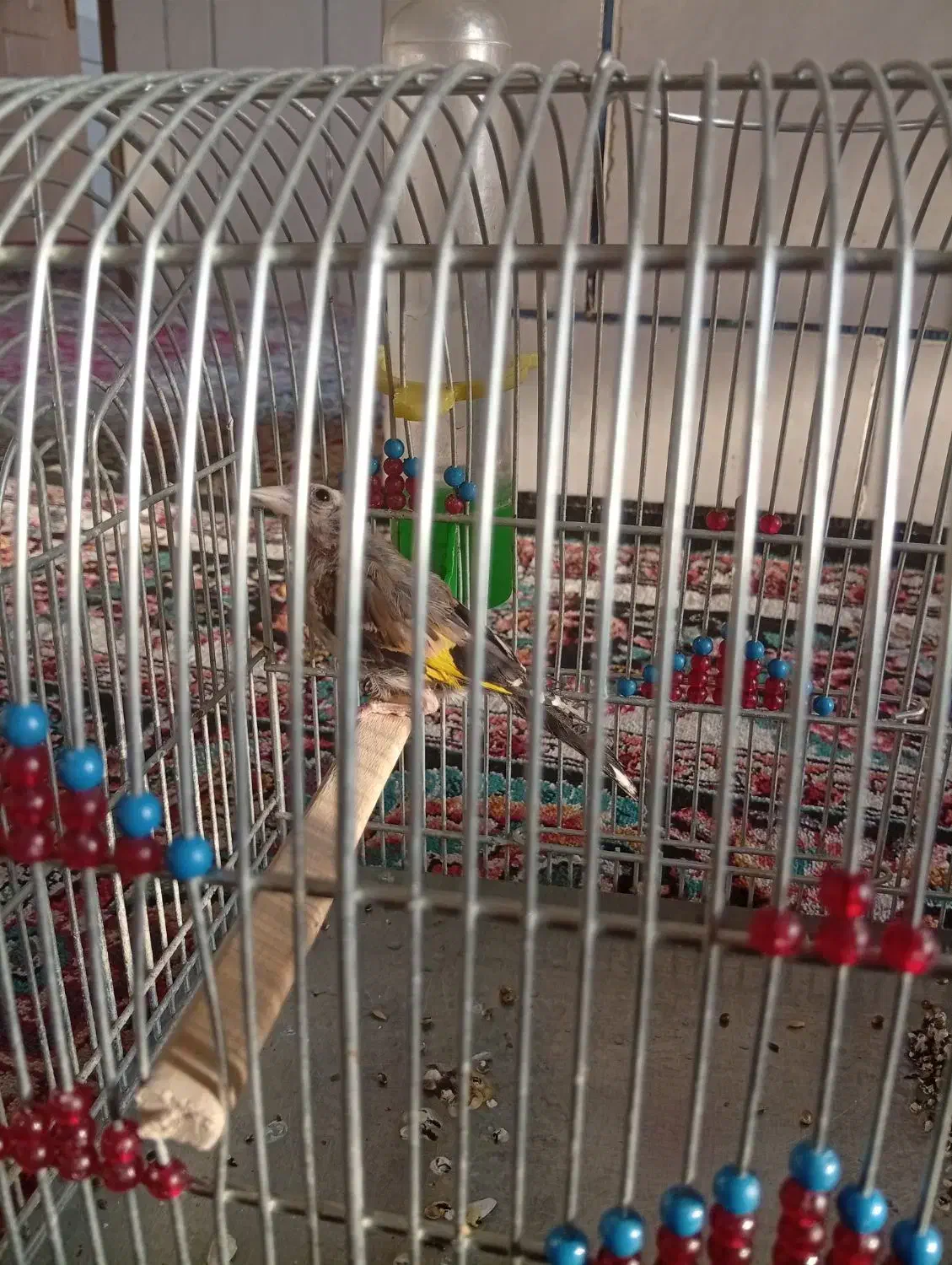 دو عدد سهره|پرنده|اقلید, |دیوار