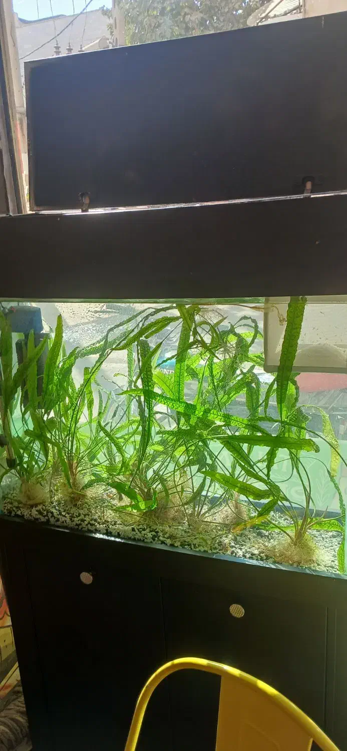 ماهی کالر ویدو|ماهی|محمدشهر, ولدآباد|دیوار