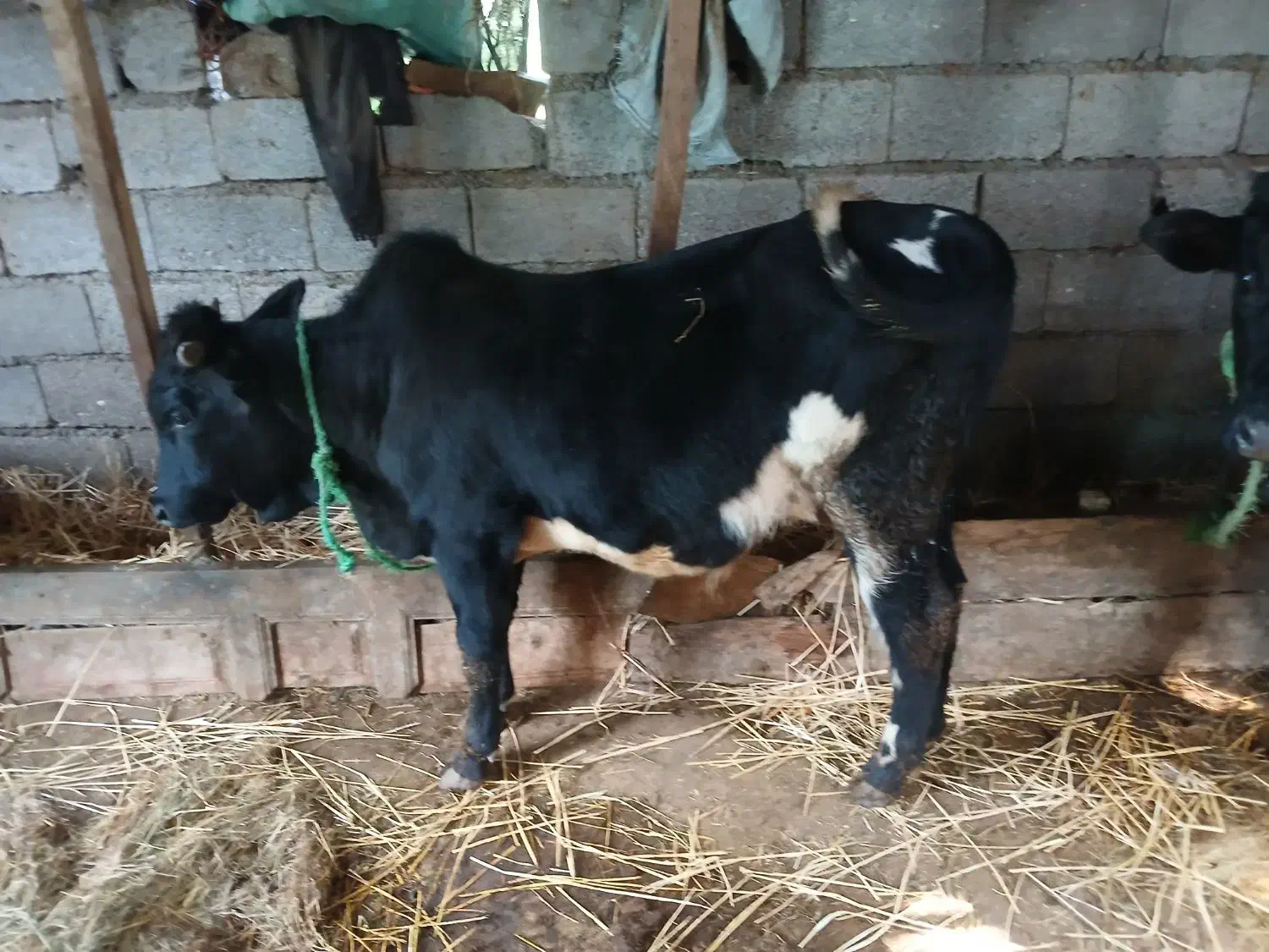 این سه راس گوساله بفروش می رسد|حیوانات مزرعه|حویق, |دیوار