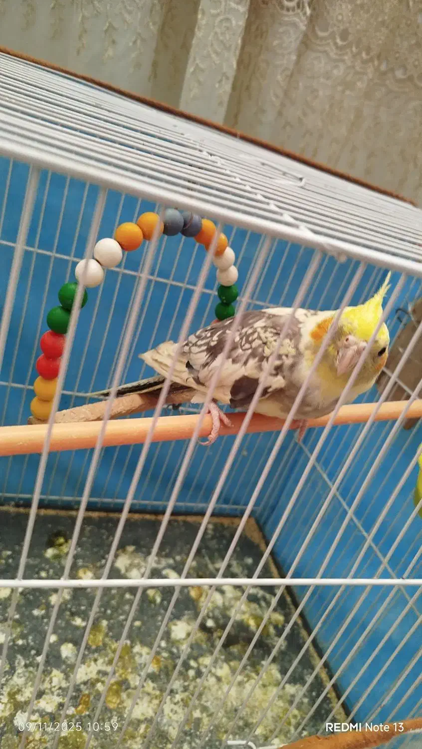 عروس هلندی|پرنده|مشهد, شهرک مهرگان|دیوار