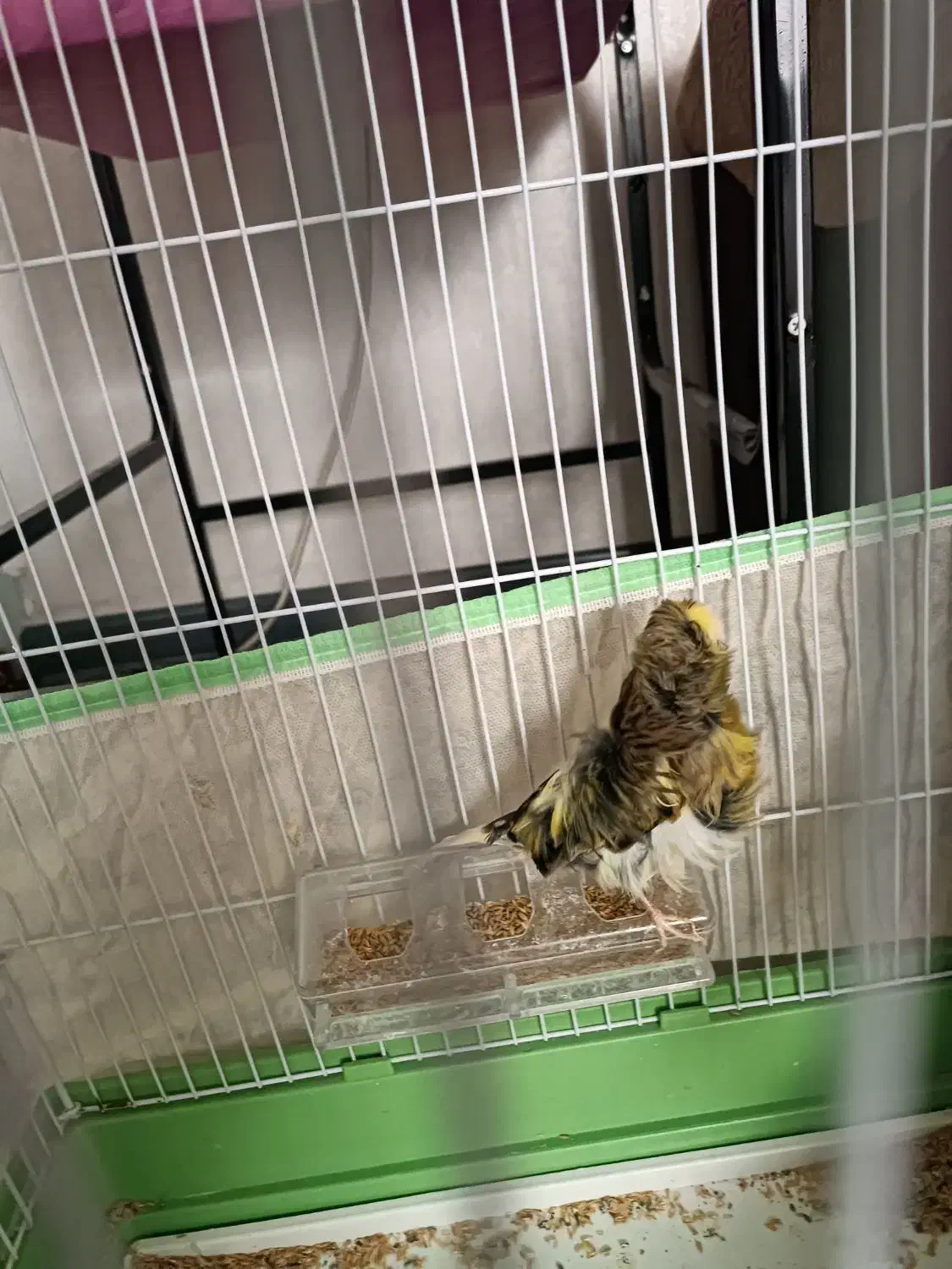 قناری ماده آماده فر کلکسیونی|پرنده|شیراز, احمدآباد|دیوار