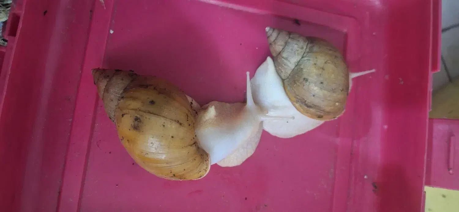 ۵۰ عدد حلزون ۱۴ و ۱۵ سانتی متری دونه ای ۱۰۰ هزار|خزنده|کرج, گلشهر|دیوار