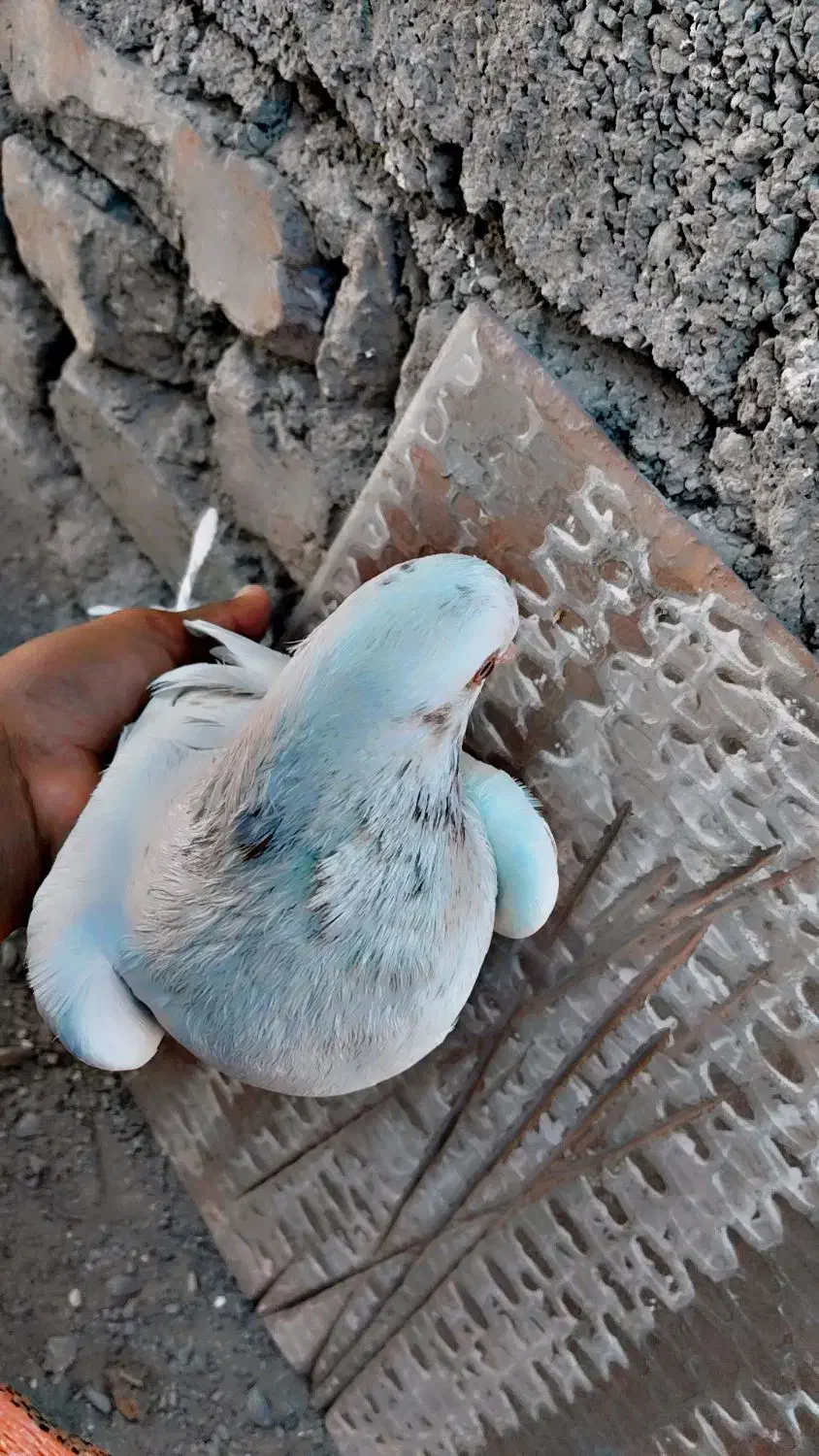 کبوتر|پرنده|سراوان, |دیوار