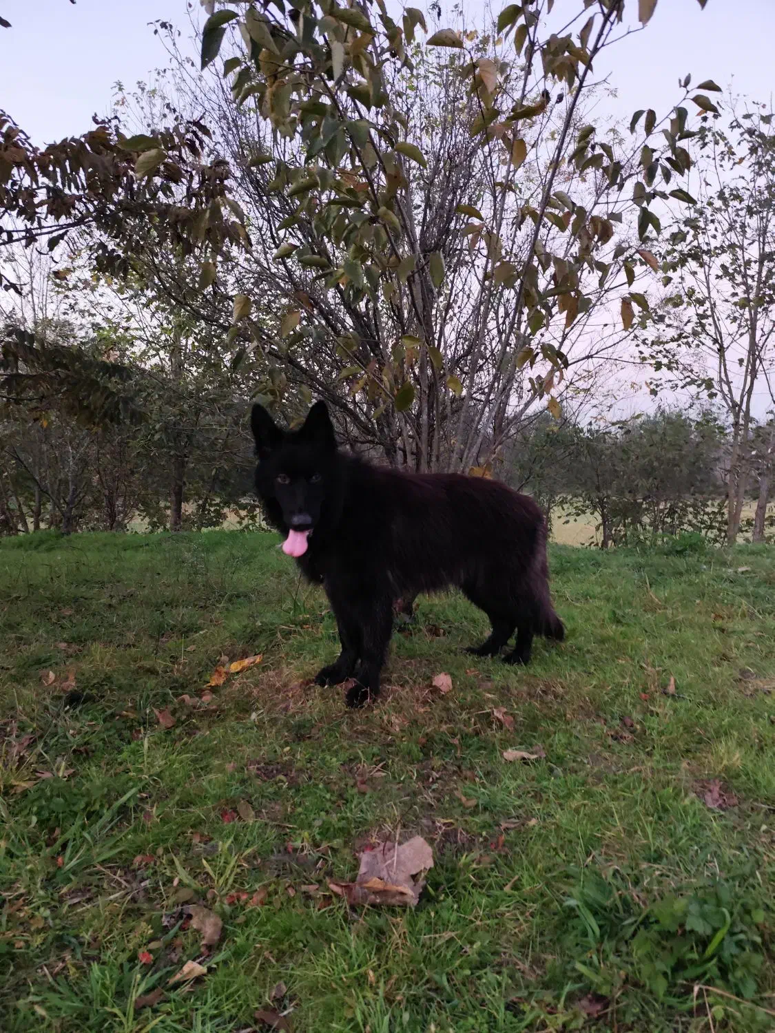 فروش سگ ژرمن بلک نر|سگ|رودسر, |دیوار