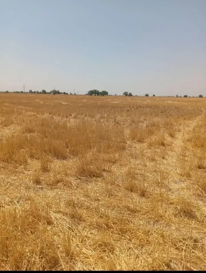 اجاره زمین کشاورزی۵۷هکتاربازدیدرامشیر|اجارهٔ دفتر صنعتی، کشاورزی، تجاری|اهواز, کوی شاهد|دیوار