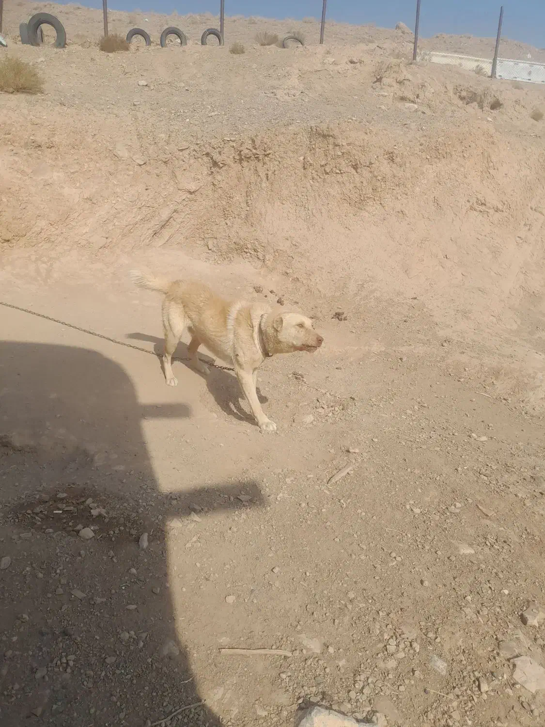 ..‌.سگ نگهبان|سگ|صوفیان, |دیوار