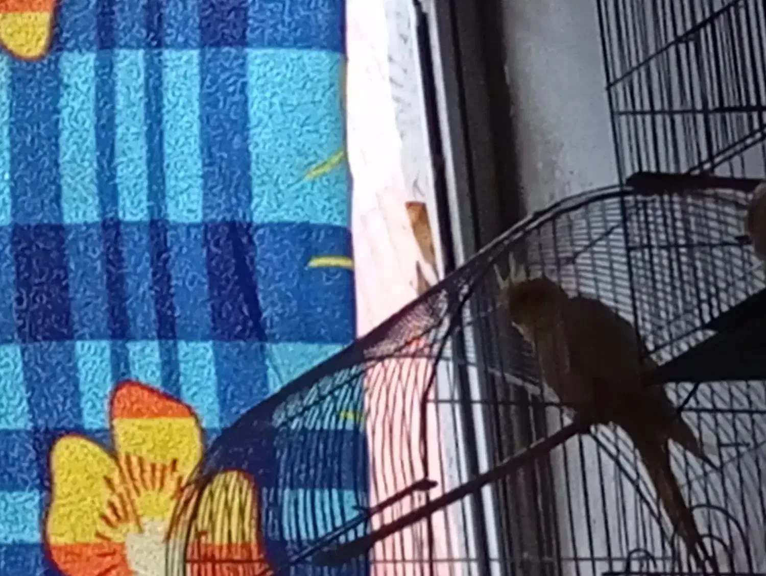 عروس ماده لوتیو|پرنده|رشت, رودباری|دیوار