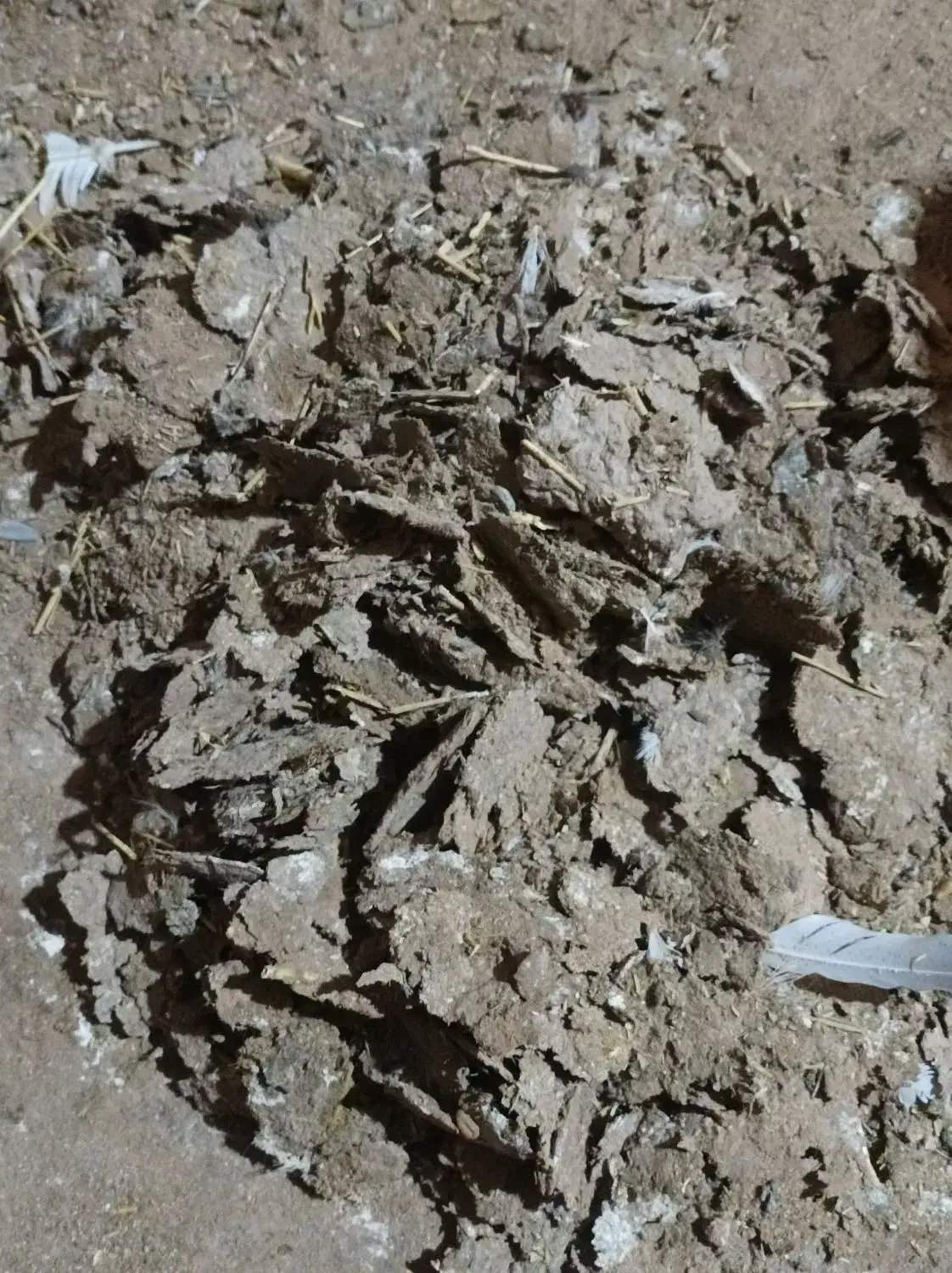 کود کبوتر|لوازم جانبی حیوانات|تایباد, |دیوار