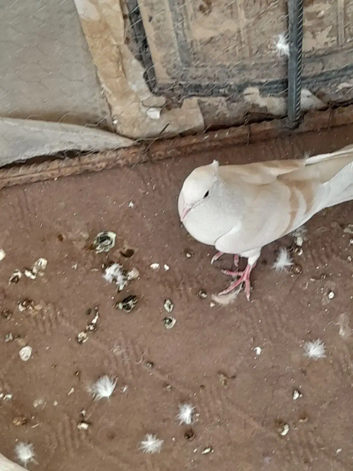 کفتر|پرنده|زارچ, |دیوار