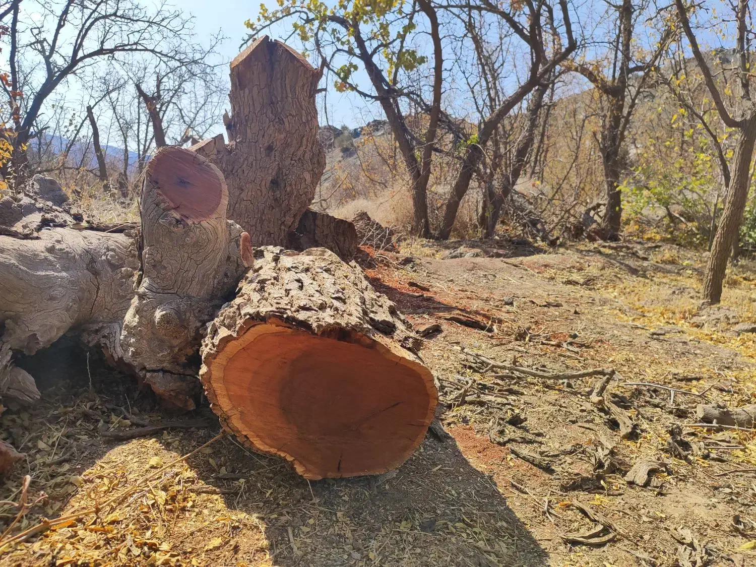 فروش چوب عناب|خدمات باغبانی و درختکاری|بیرجند, |دیوار