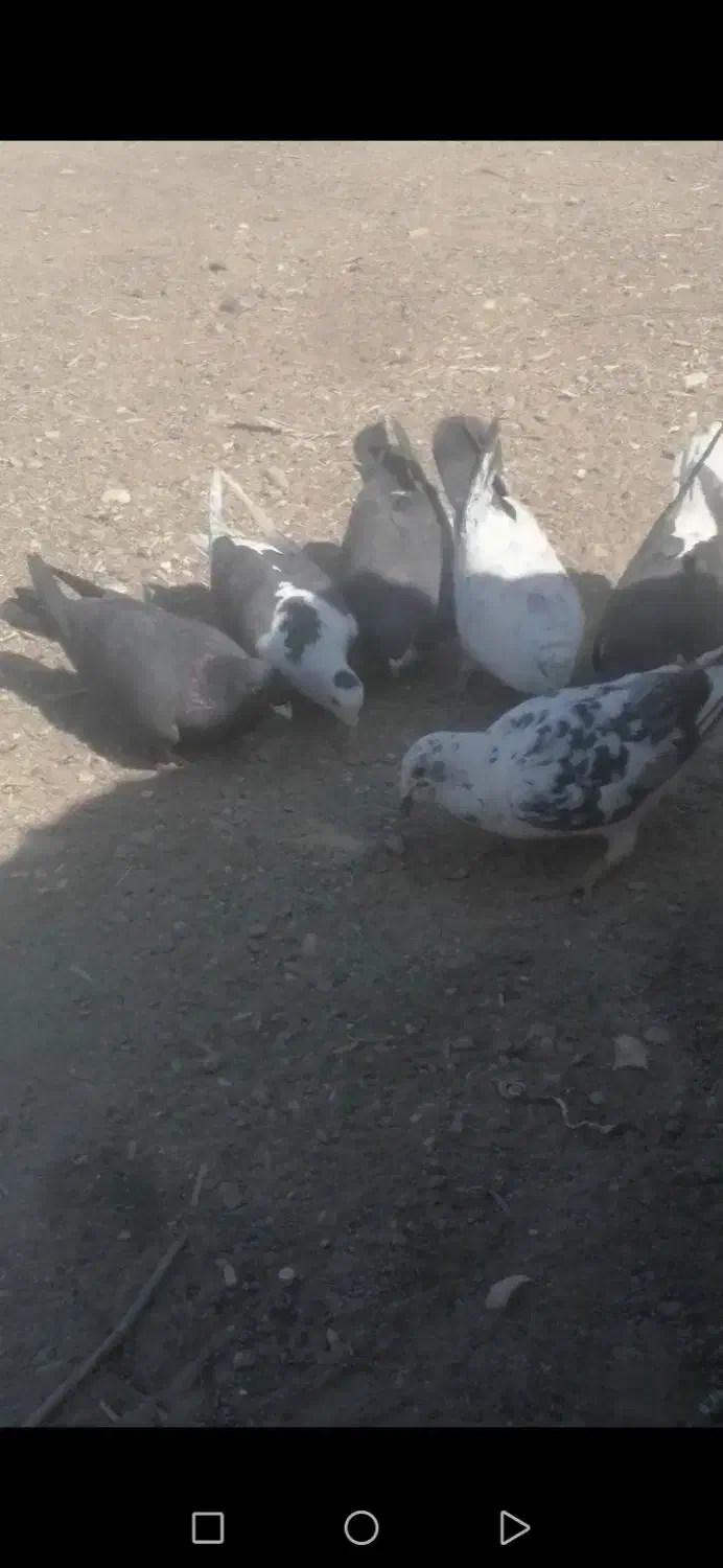 کبوتر|پرنده|ارم, |دیوار