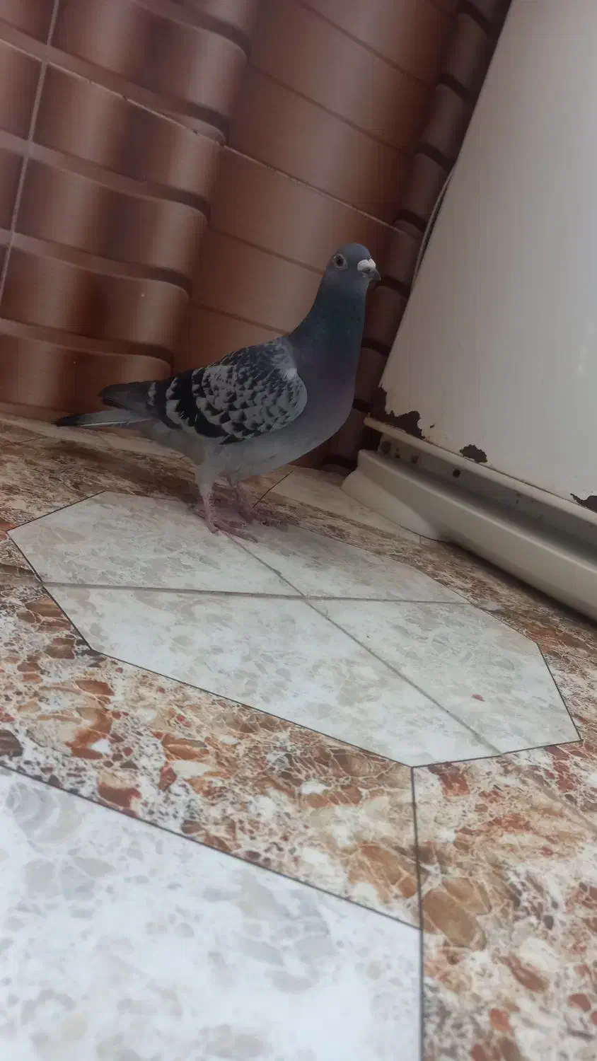 کفتر پرشی صید|پرنده|مشهد, کارمندان دوم|دیوار