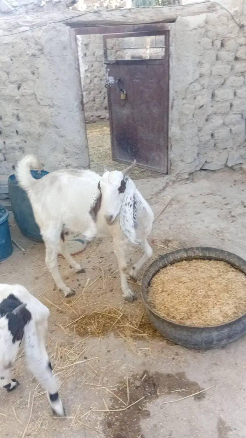 بز  ماده  آبستن|حیوانات مزرعه|هیدوچ, |دیوار