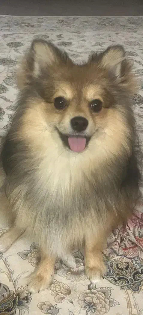 سگ پامر و شیتزو|سگ|خمینیشهر, |دیوار