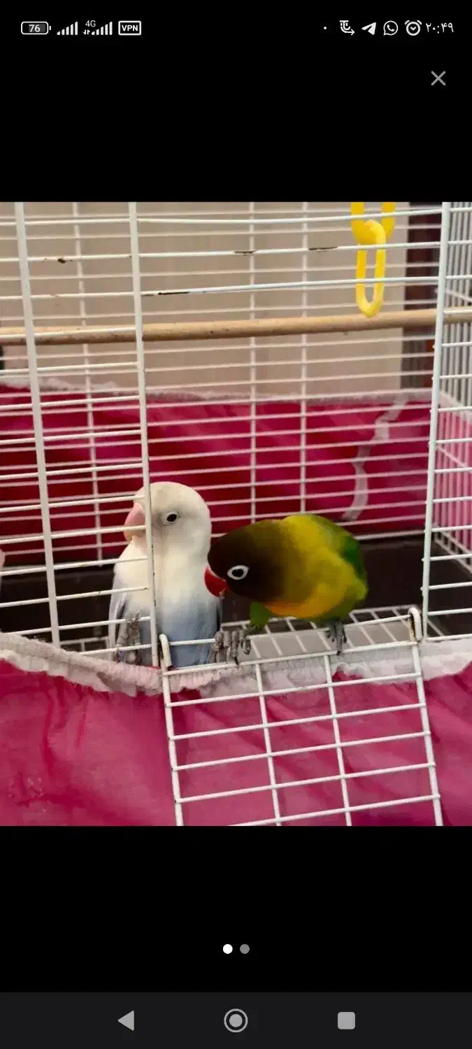 پرنده|پرنده|چالوس, |دیوار