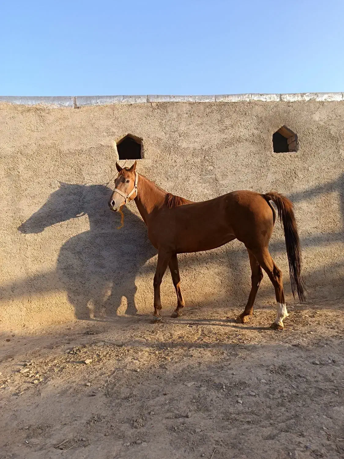 اسب مادیان ۵ ساله|اسب و تجهیزات اسب‌سواری|بزینه رود, |دیوار