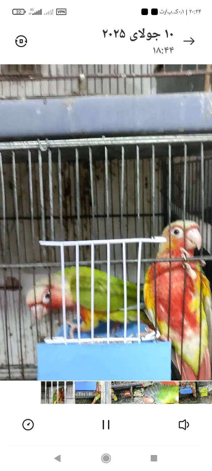 جفت مولد آناناسی دبل ردسرخ|پرنده|قائمشهر, |دیوار