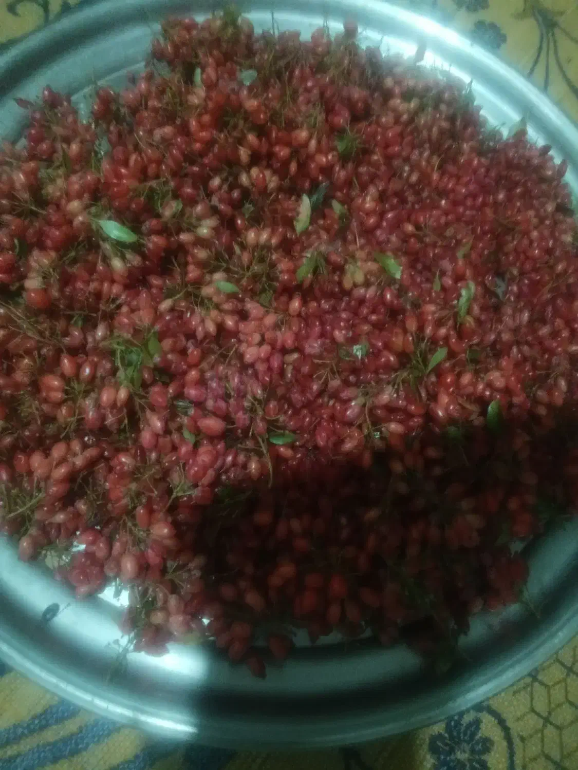 زرشک محلی|خوردنی و آشامیدنی|شیراز, گویم|دیوار