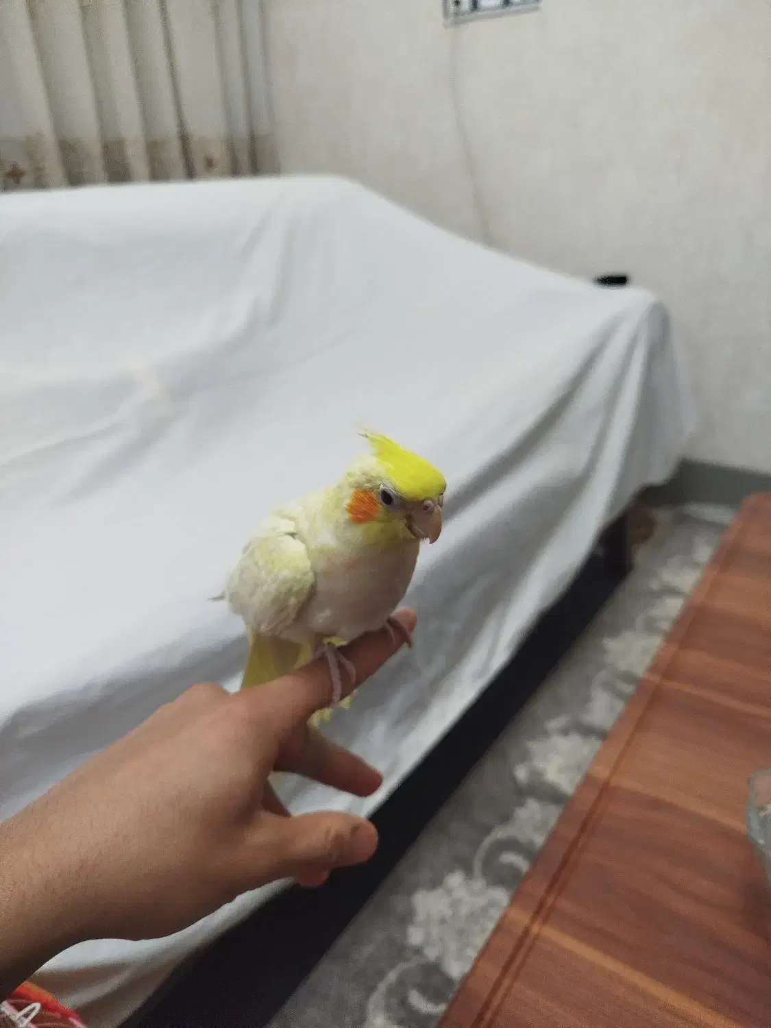 جوجه عروس هلندی بسیار کشیده و زعفرانی|پرنده|یزد, |دیوار