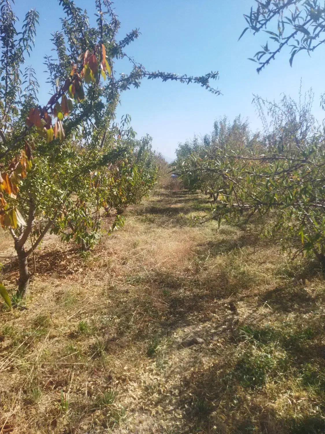 باغ نقلی میوه|فروش زمین و ملک کلنگی|شاهین‌شهر, پاسداران|دیوار