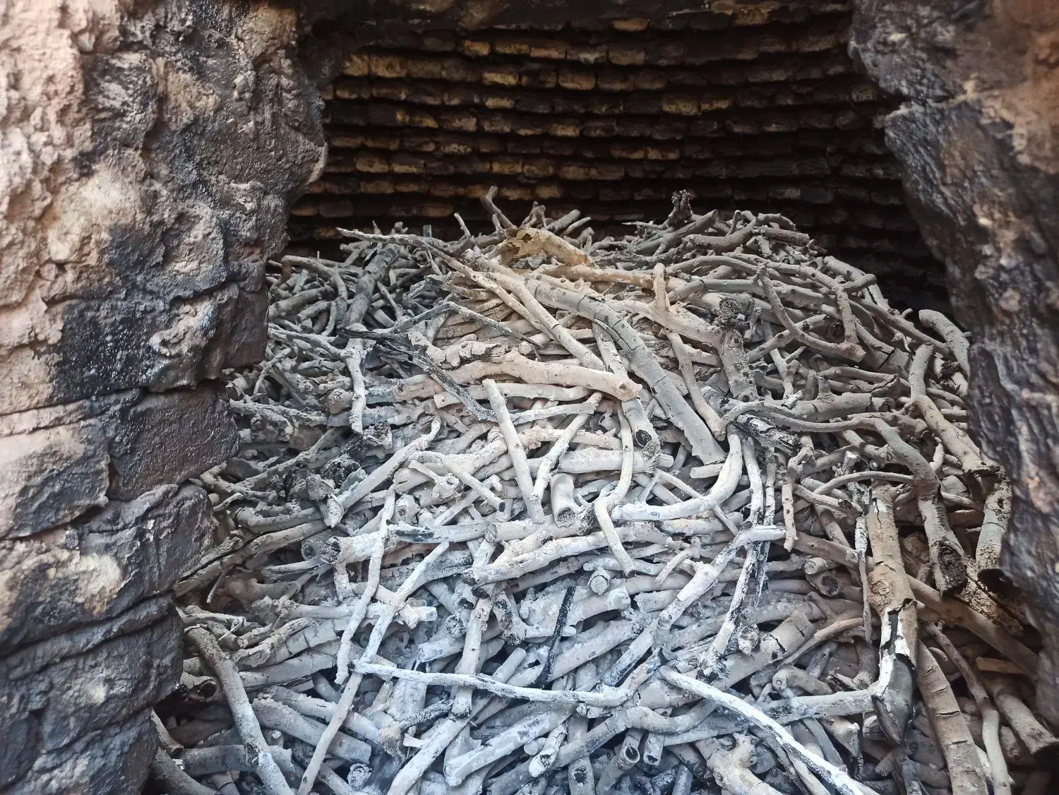 خرید چوب پسته و برش درخت|خدمات باغبانی و درختکاری|سیرجان, |دیوار