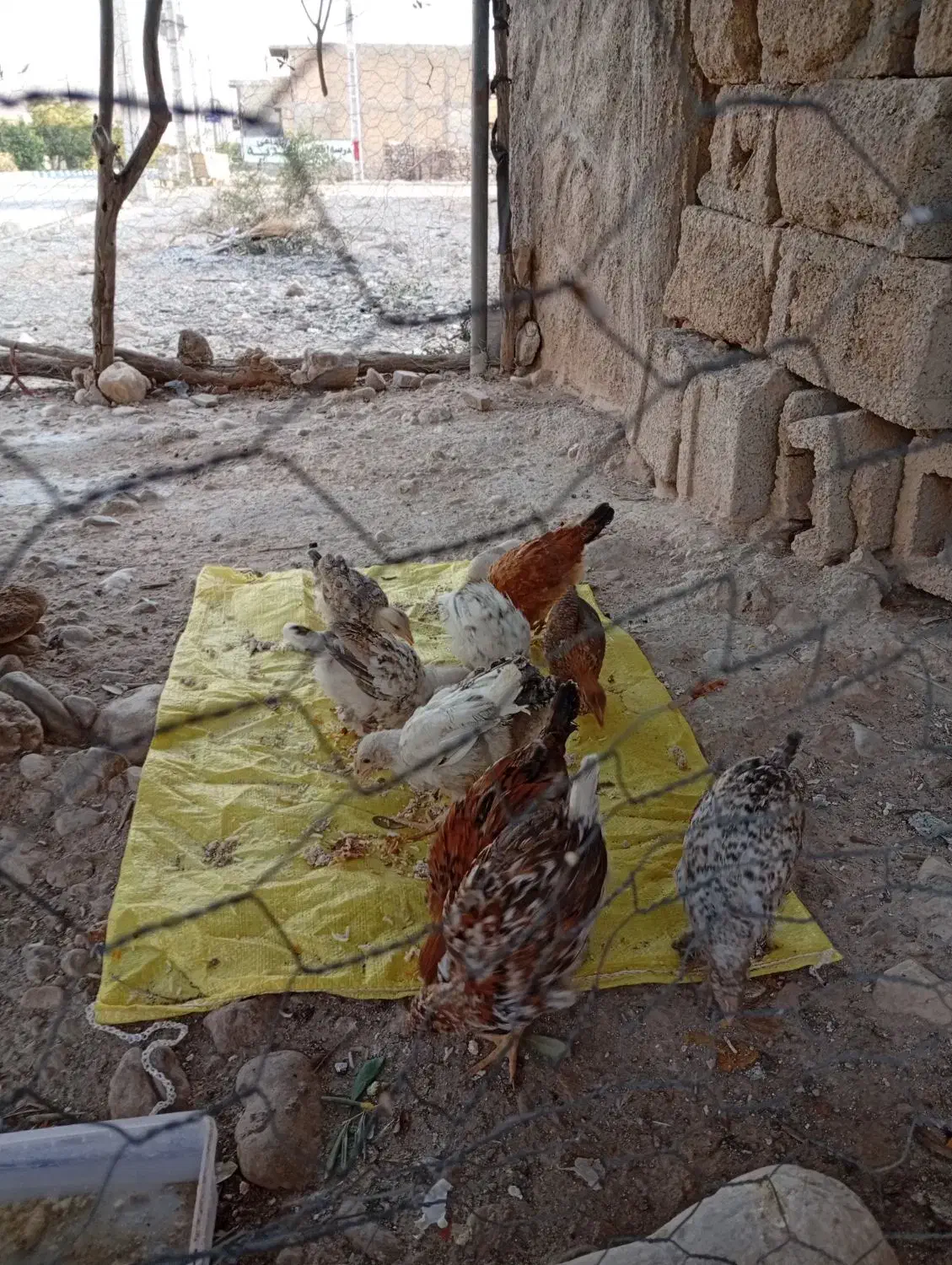 فروش جوجه محلی|حیوانات مزرعه|چرام, |دیوار