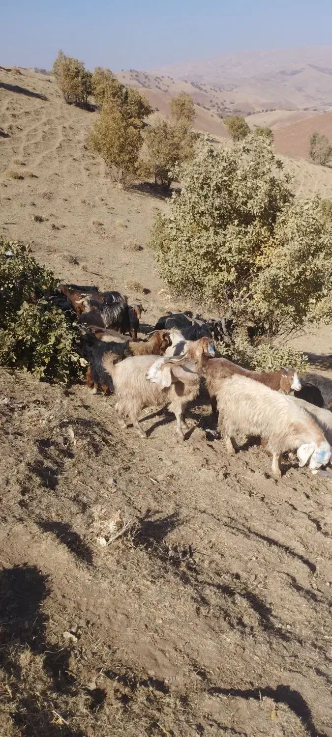 بز چاق برای عروسی|حیوانات مزرعه|نورآباد, |دیوار