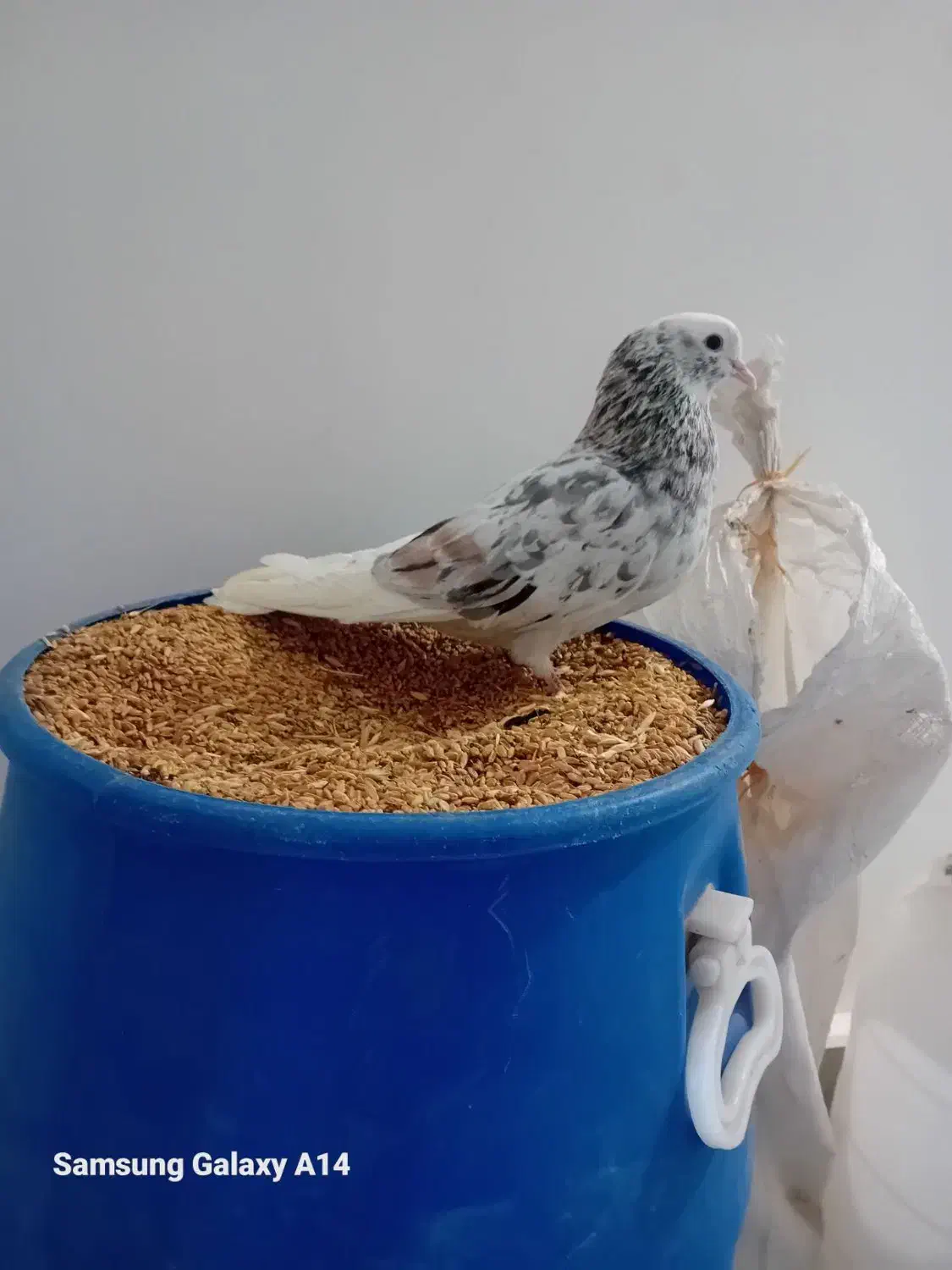 سورور نر|پرنده|اردبیل, |دیوار