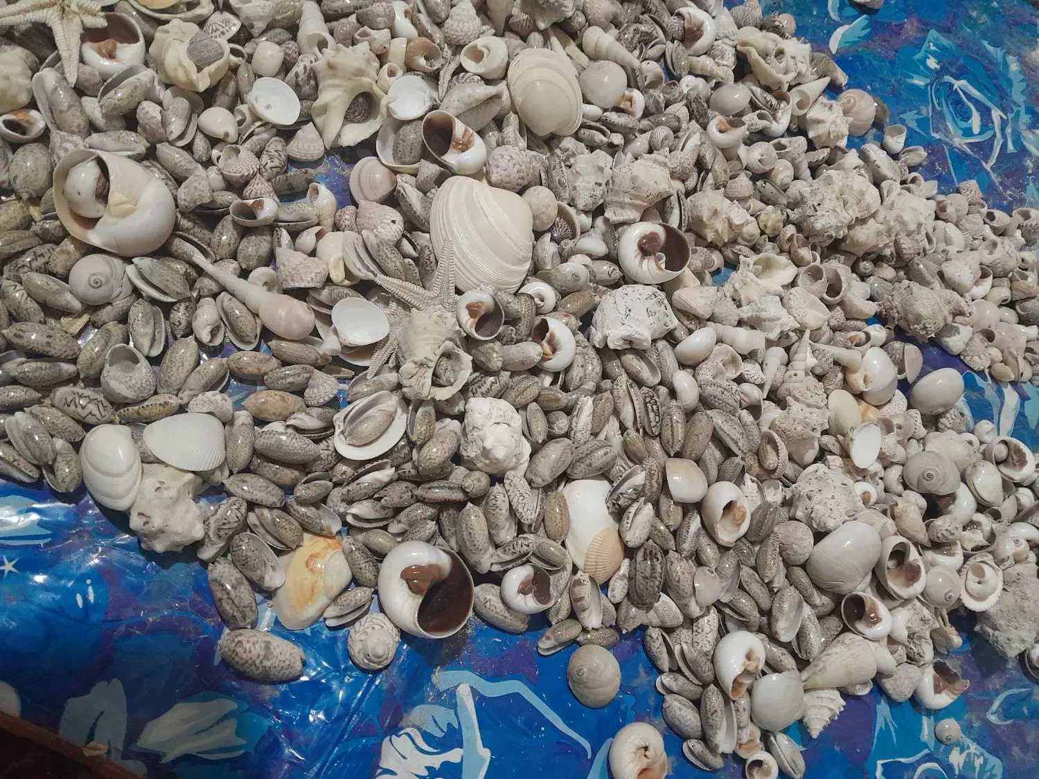 صدف دریایی|صنایع دستی و سایر لوازم تزئینی|شیراز, حومه شیراز|دیوار