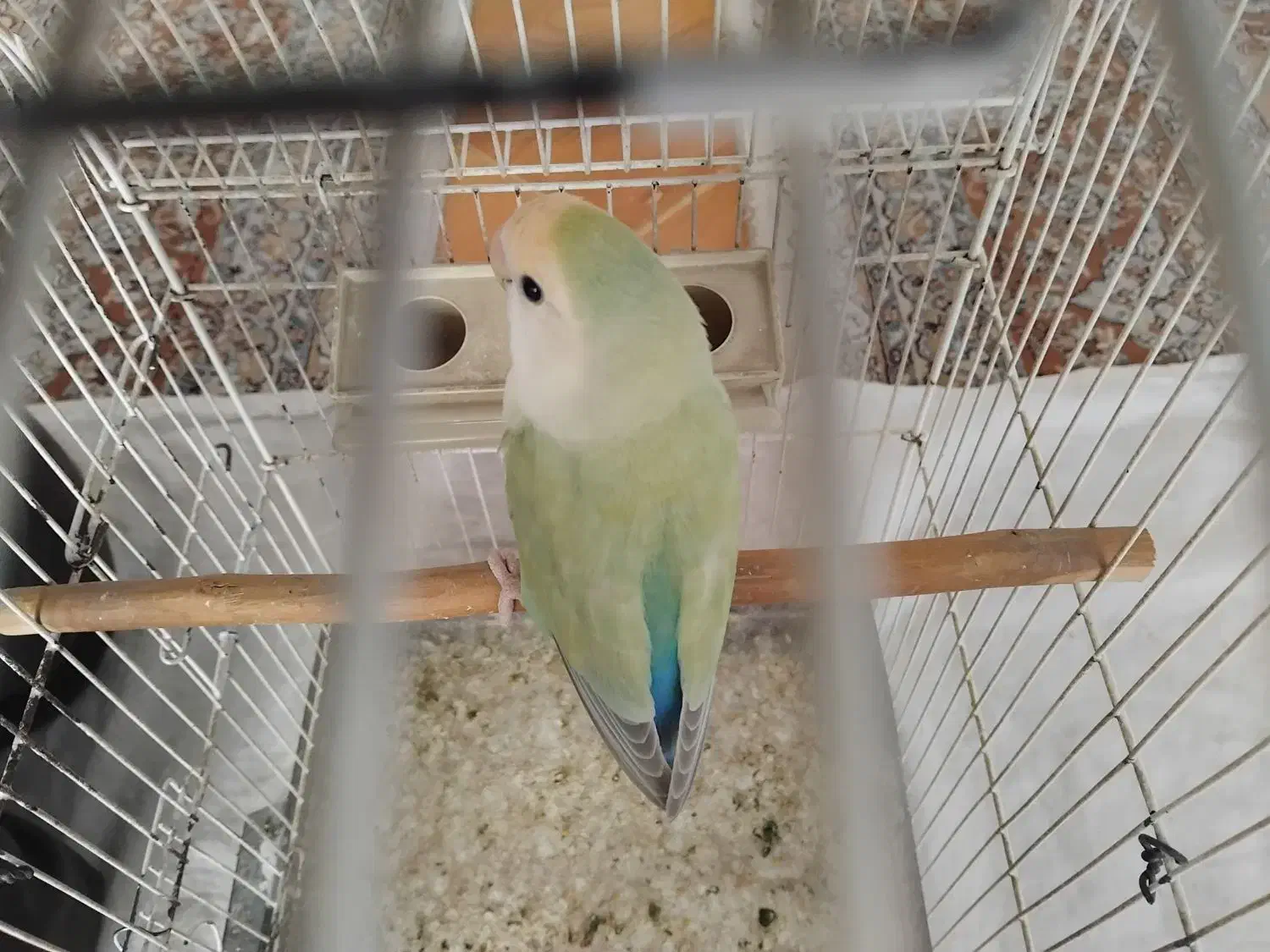 طوطی برزیلی رنگ خاص ماده|پرنده|ملارد, |دیوار