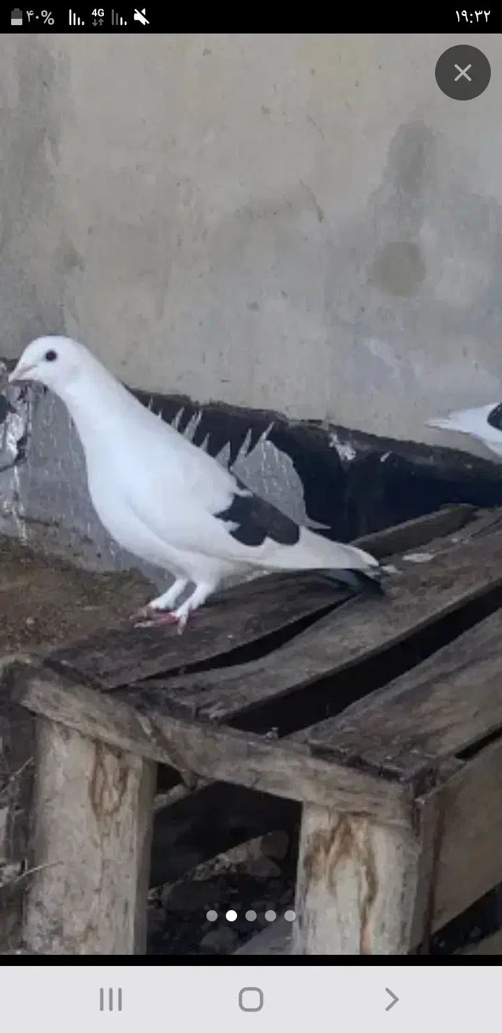 کبوتر دونه ۱۰۰|پرنده|جهرم, |دیوار