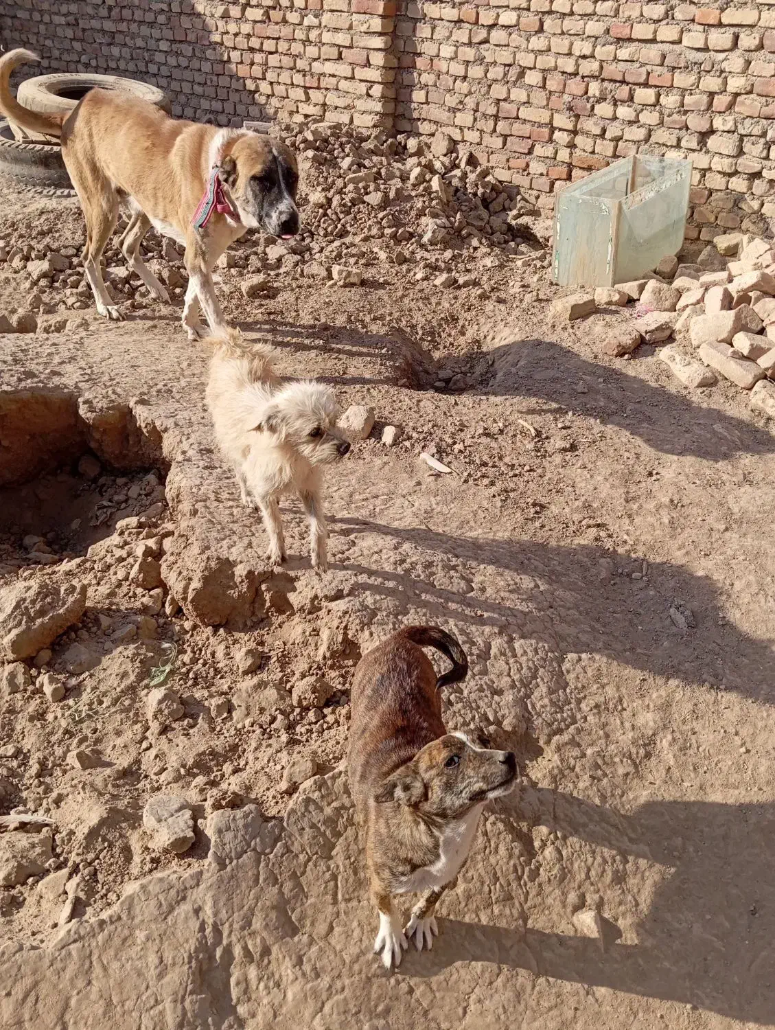 سگ پاکوتاه|سگ|سبزوار, قاضی زاد|دیوار