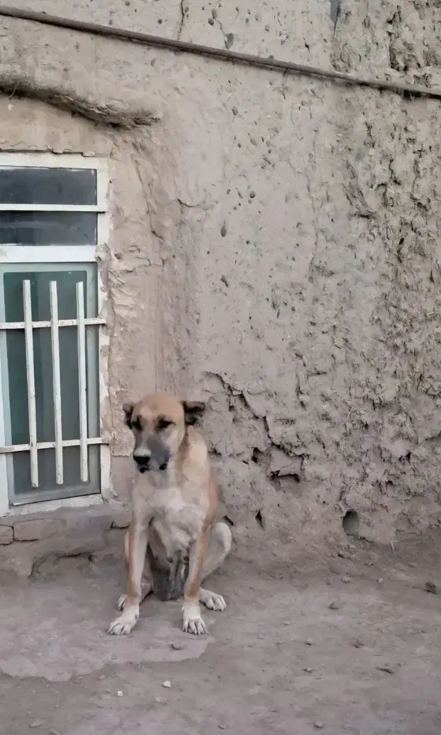 سگ ماده|سگ|نیشابور, مازول|دیوار