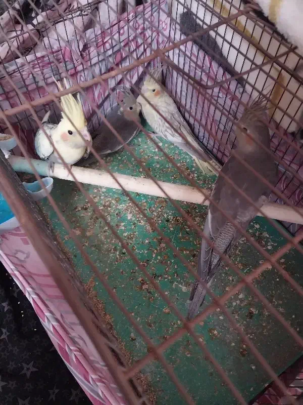 عروس هلندی|پرنده|قم, زند آباد|دیوار