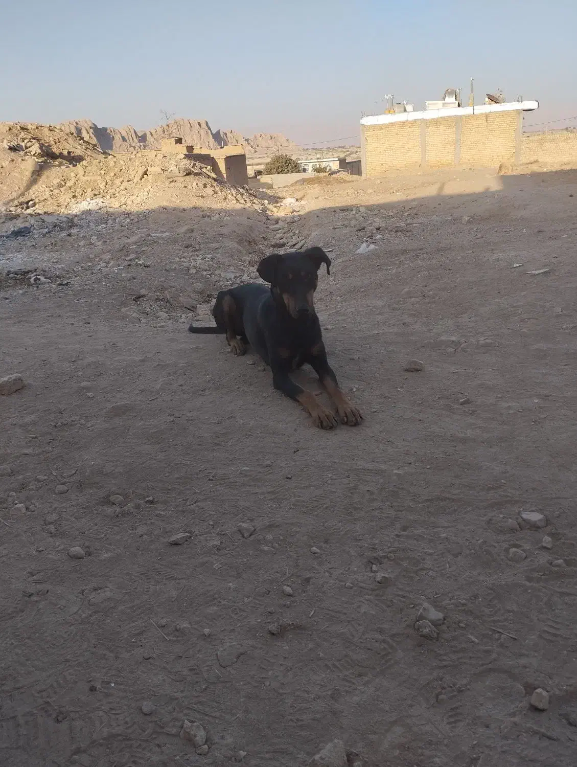 دوبرمن|سگ|زرقان, |دیوار