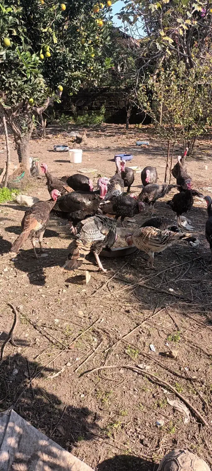 بوقلمون|حیوانات مزرعه|نوشهر, |دیوار