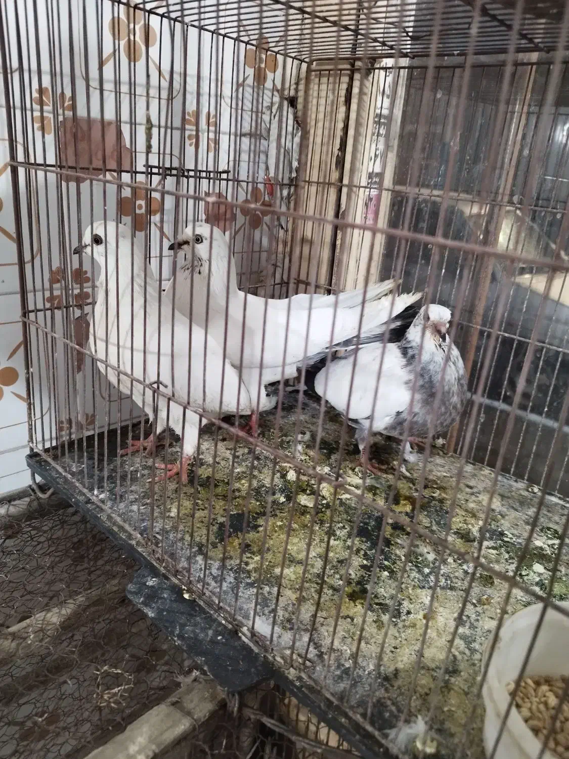 کفتر کاشانی پرش دار|پرنده|خمینی‌شهر, |دیوار