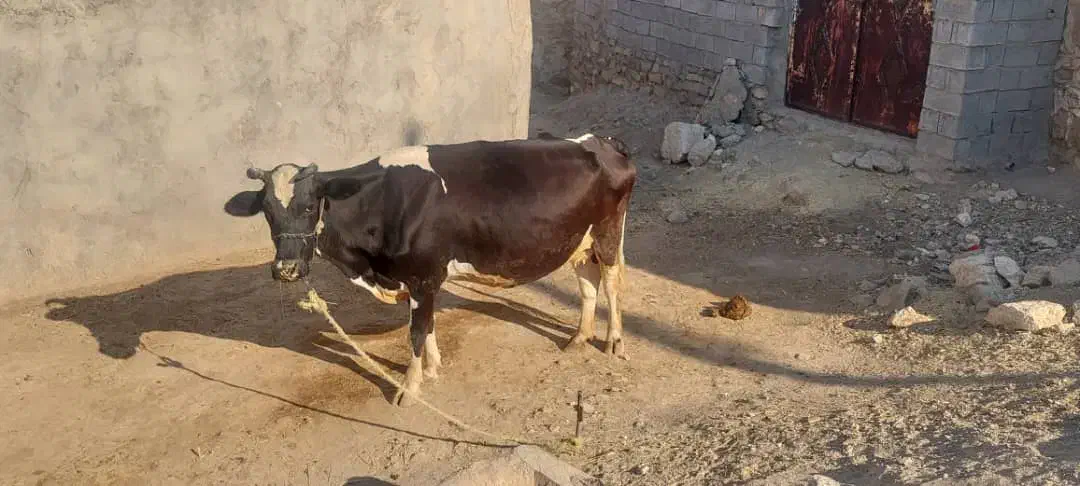 گاو و گوساله هلشتاین|حیوانات مزرعه|مسجد سلیمان, |دیوار