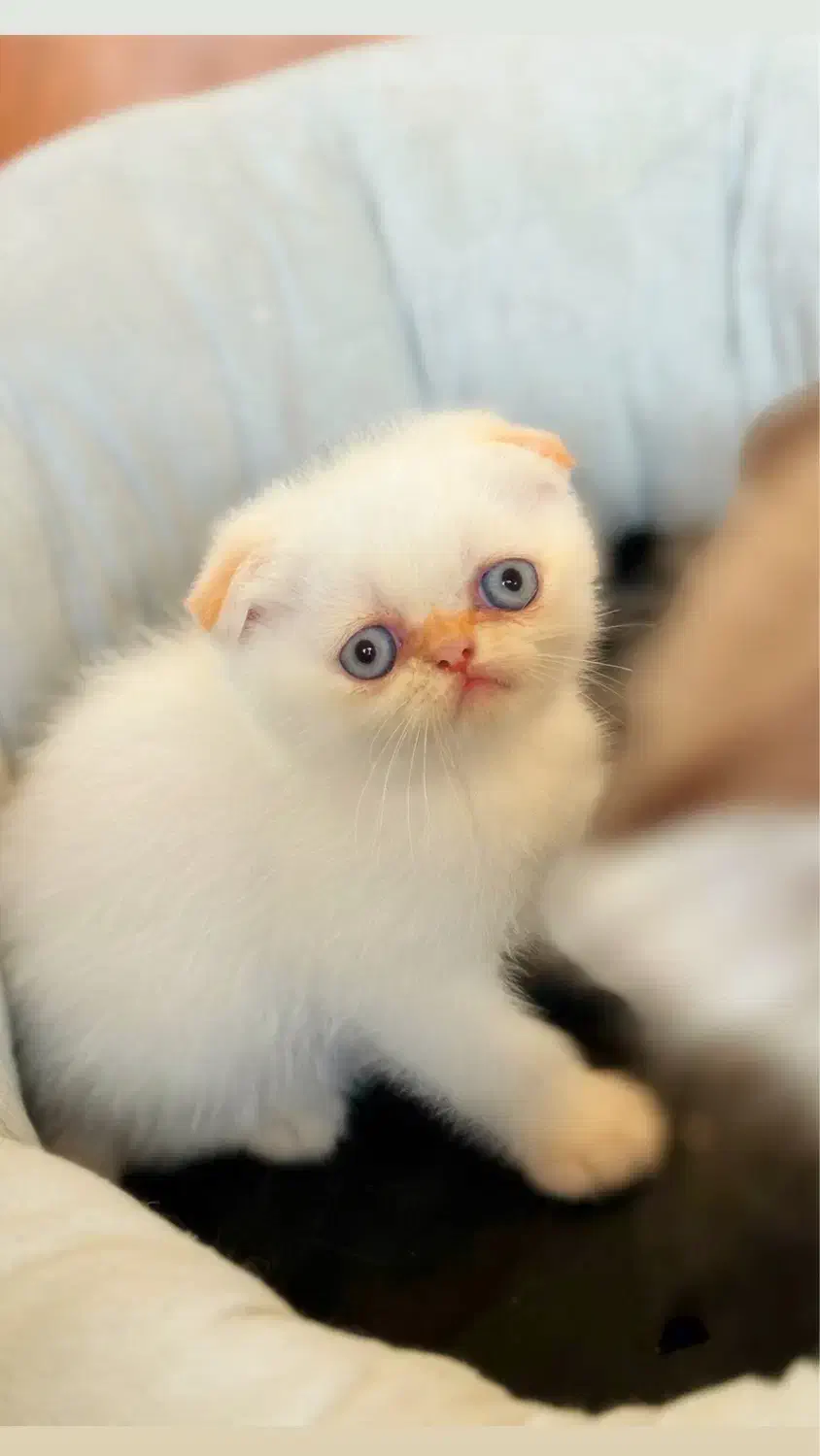 اسکاتیش گلدن پوینت|گربه|رشت, منظریه|دیوار