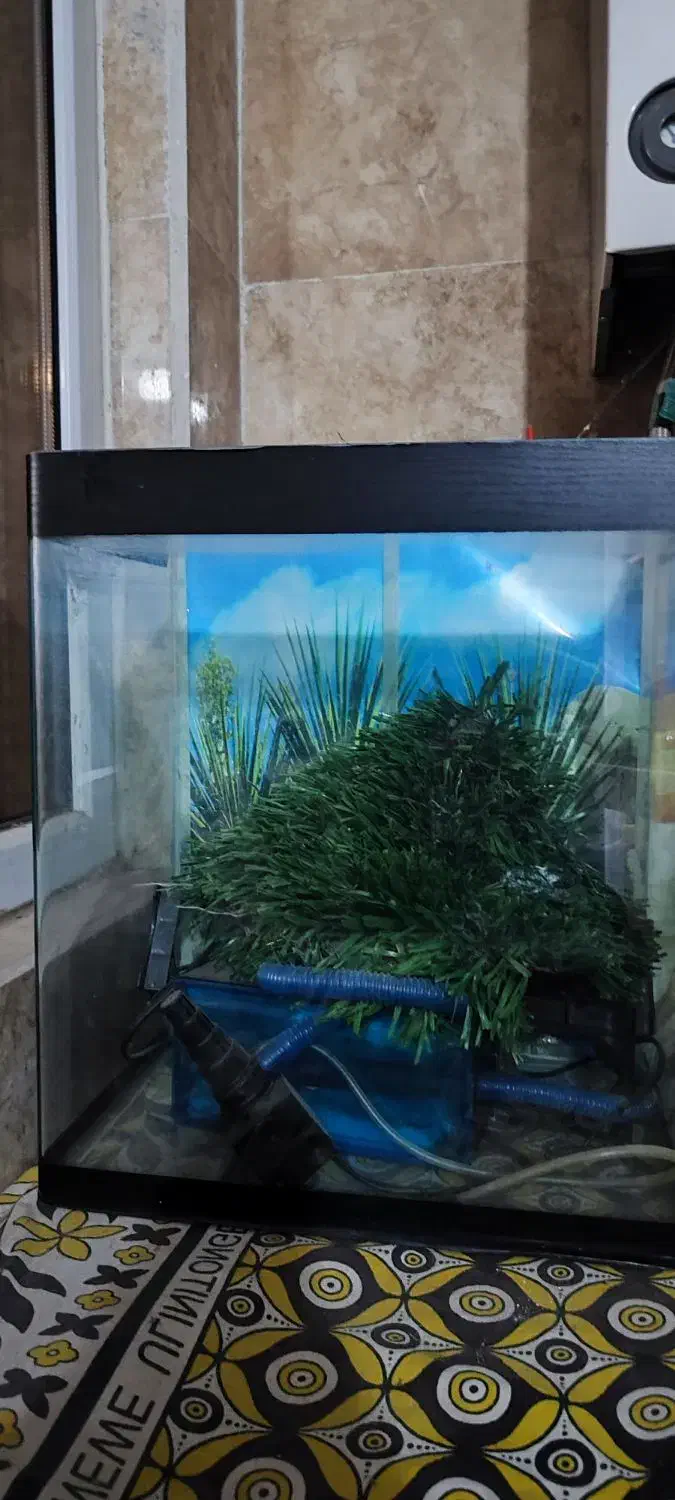 آکواریوم شیشه خم|ماهی|قم, سعادتی|دیوار