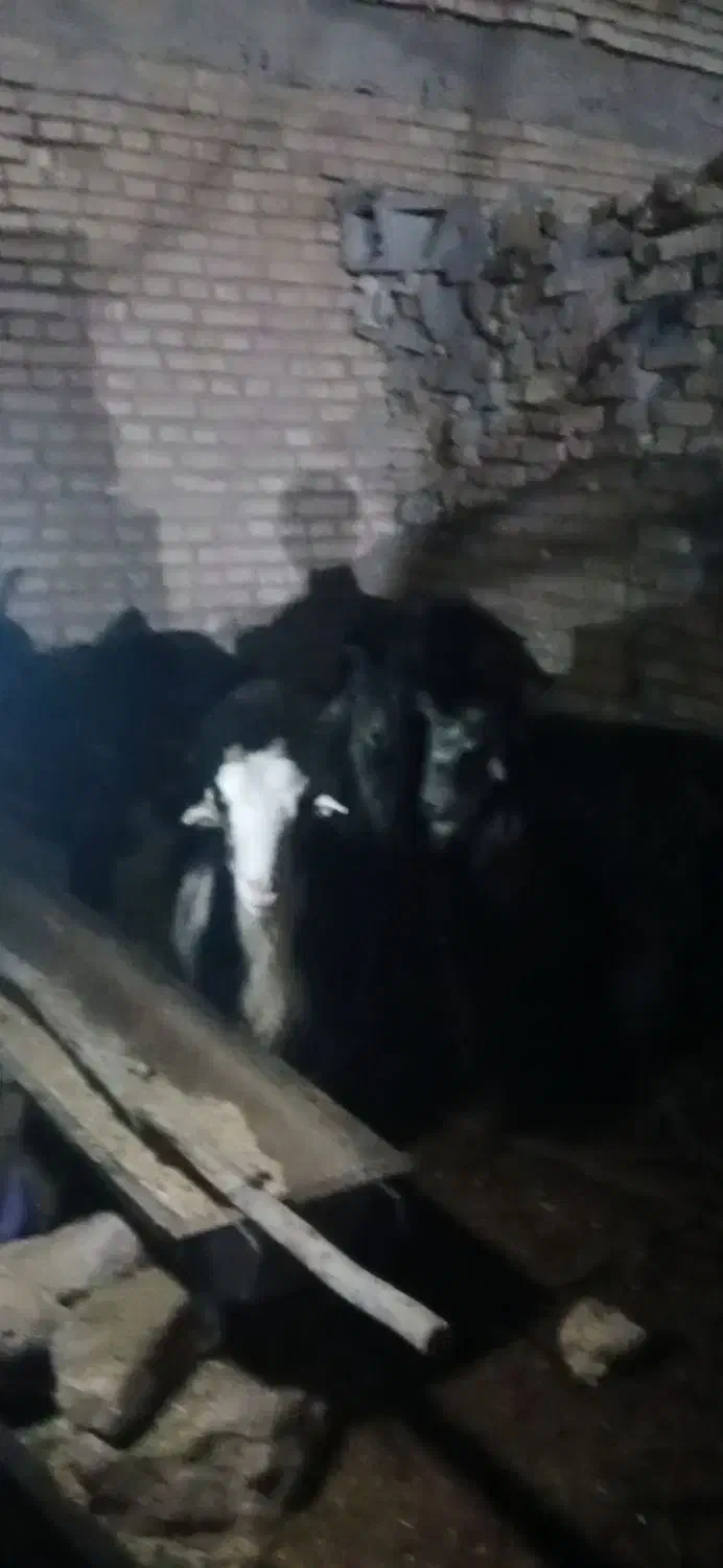 بزد|حیوانات مزرعه|بروجن, |دیوار