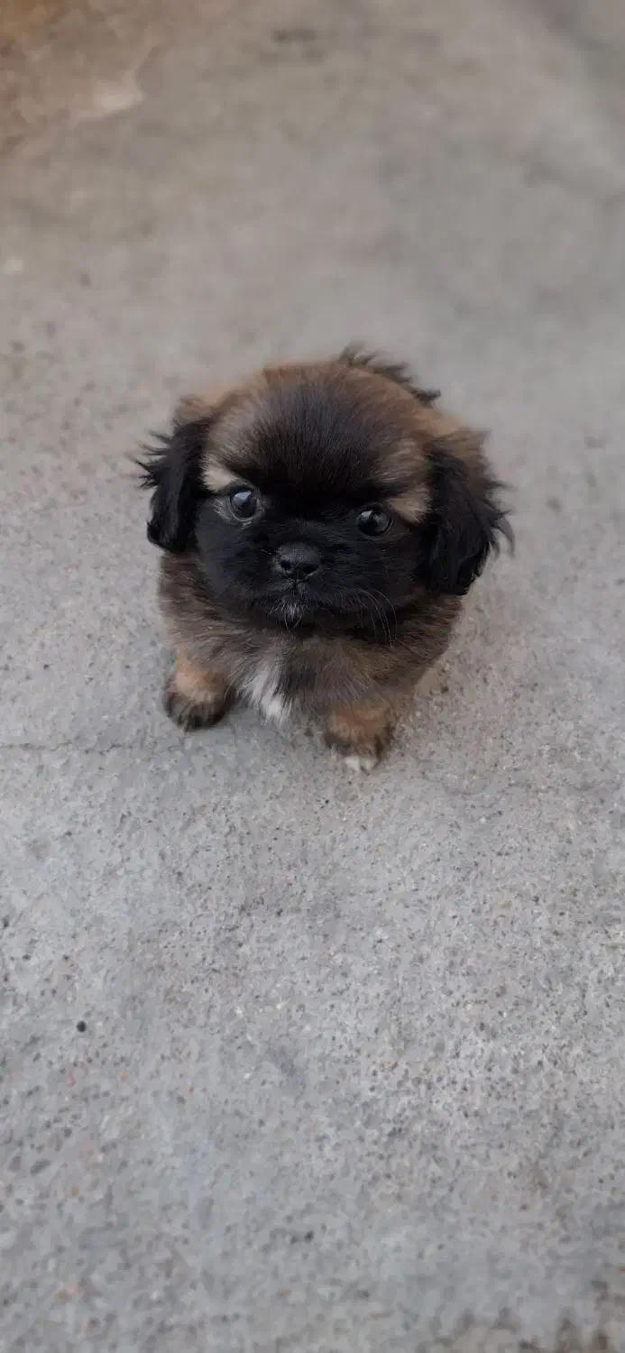 سگ کوچلو چینی|سگ|مسجد سلیمان, |دیوار