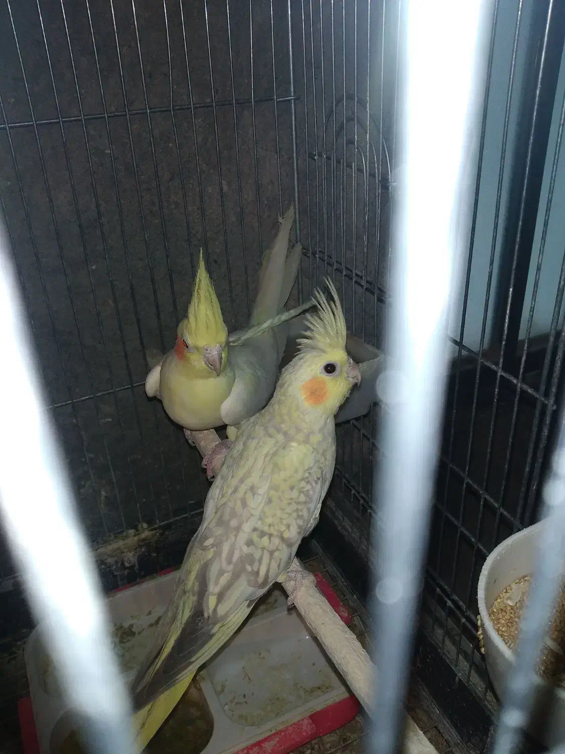 عروس هلندی|پرنده|میبد, |دیوار